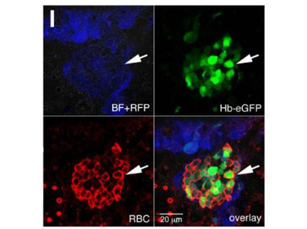 Immunohistochemistry using Chicken RBC
